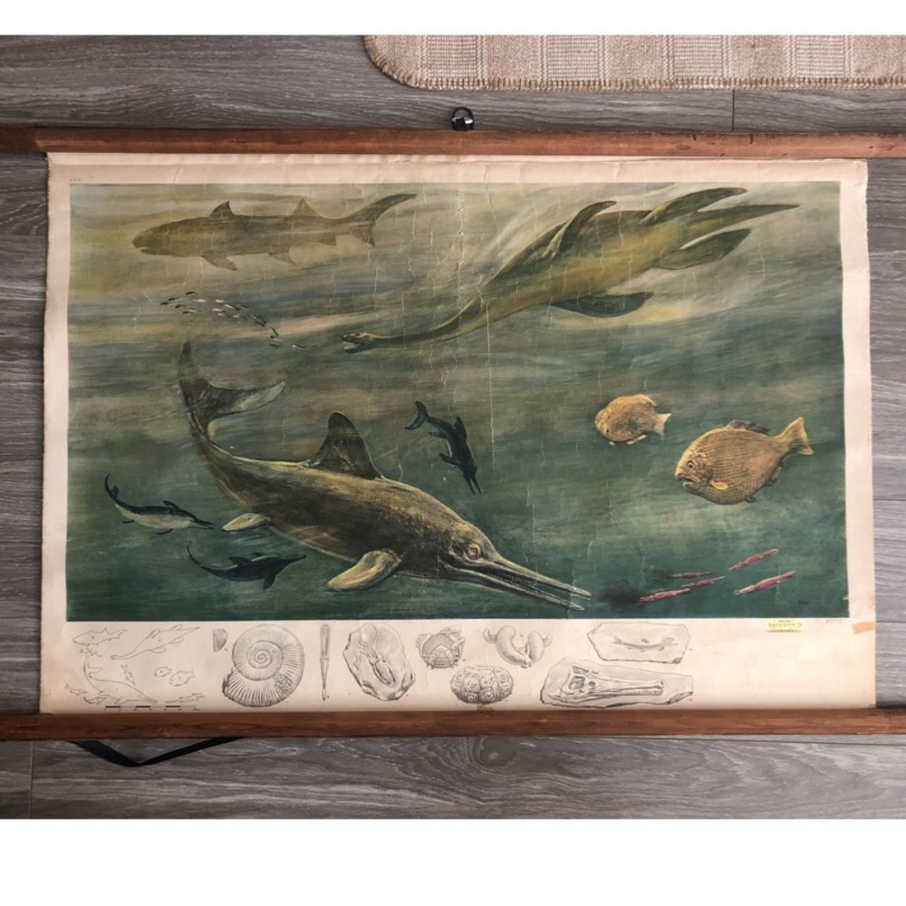 Vintage Midcentury Chart Hagemann/Denoyer Goeppert